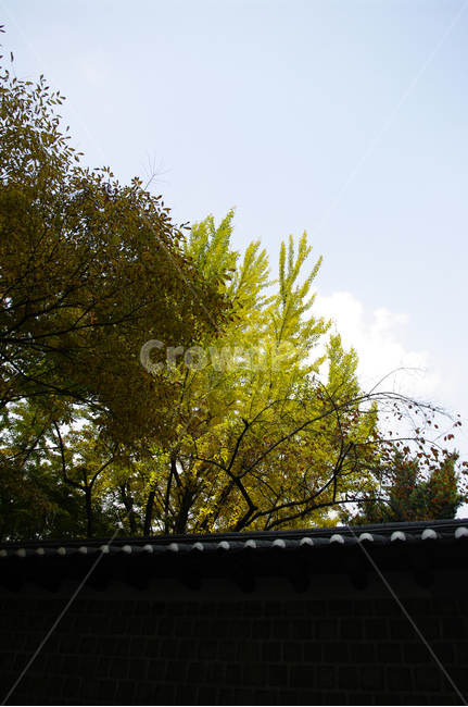 전통,기와지붕,담장,가을,단풍,나무,식물,plant,자연,nature,가을,계절,fall,autumn,season,자연,풍경,nature,landscape,tree