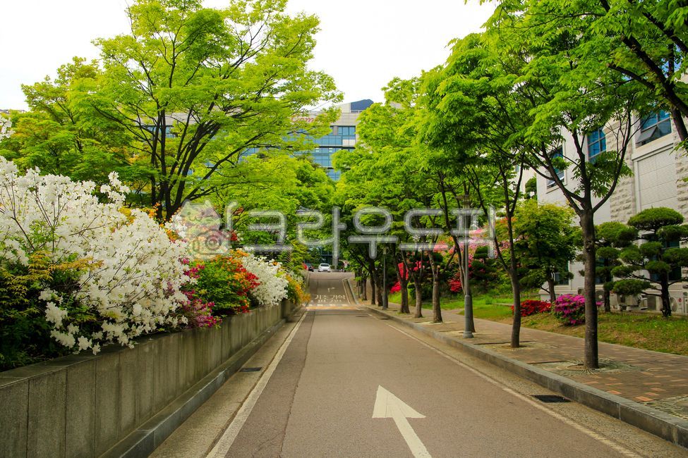 Korea University,Korea University,University,Campus,School,Walking Trail,Road,Flower