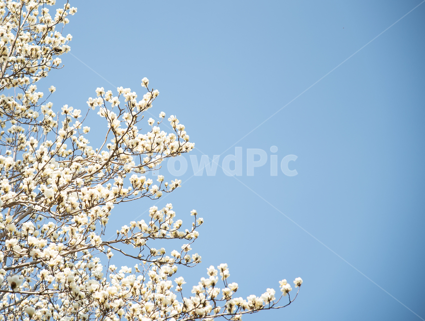 식물,flower,꽃,목련꽃,plant
