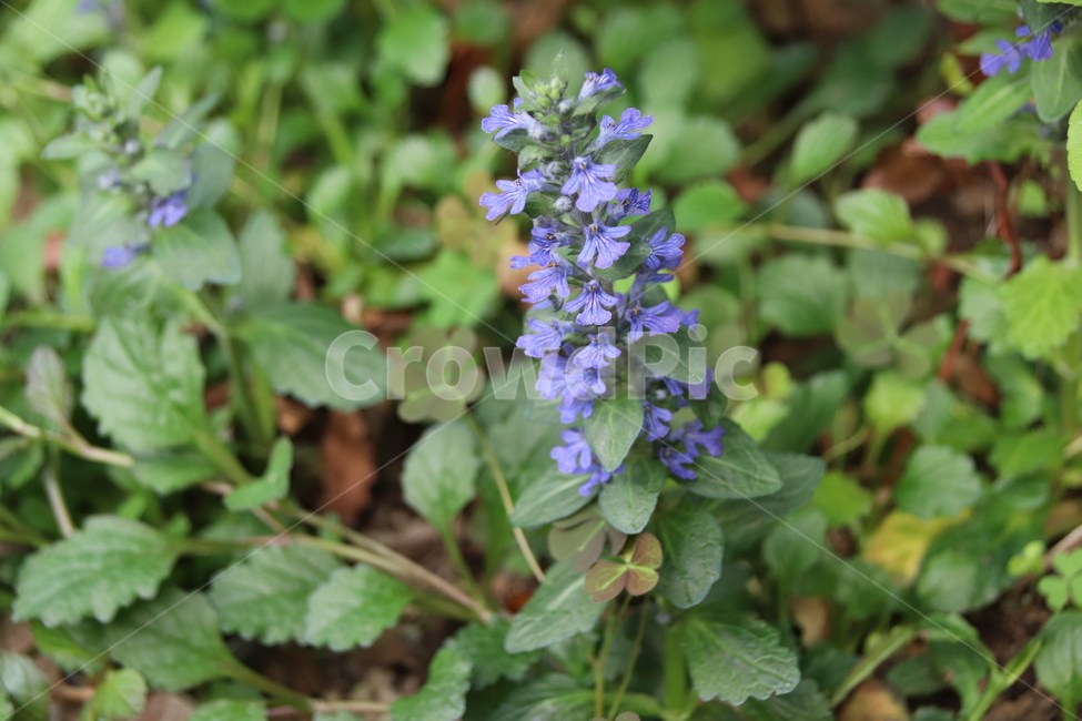 꽃,자연,수목원,봄,풍경,식물,자연,plants,nature,꽃,flower