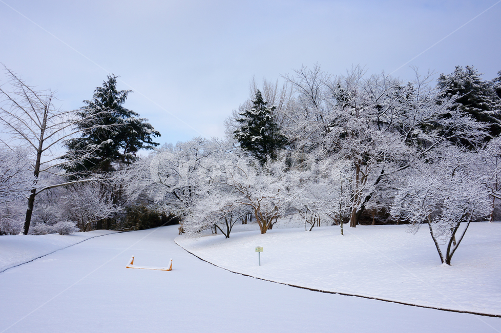 nature,자연,outdoors,옥외,plant,식물,tree,나무,treetrunk,나무줄기,겨울,눈,ice,겨울풍경,겨울,계절,winter,season,자연,풍경,nature,landscape,fir,전나무