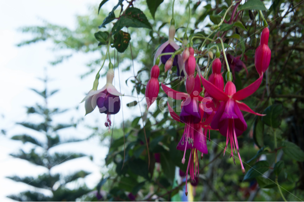꽃,봄,봄꽃,자연,보라꽃,식물,자연,plants,nature,꽃,flower