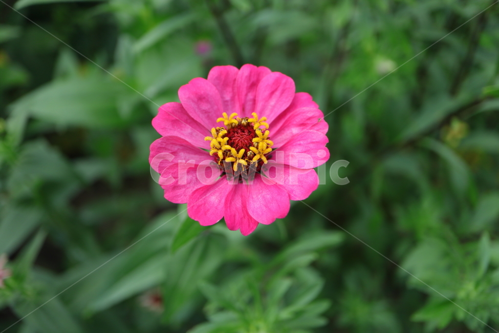 plant,식물,백일홍,zinnia,ninniaelegans,분홍색백일홍,국화과,속씨식물,쌍떡입식물,초롱꽃목,원예종