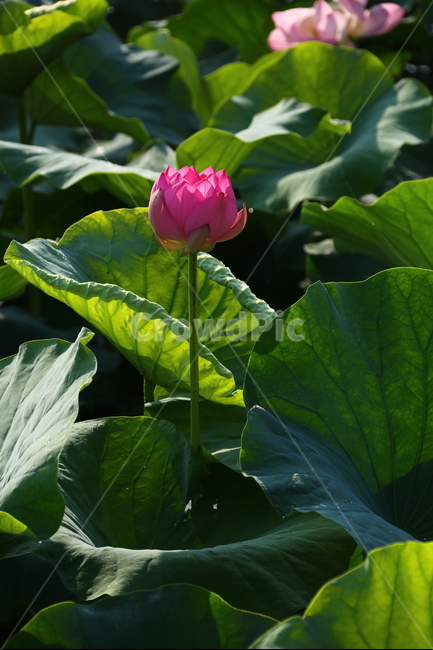 연꽃,자연,꽃,불교,힐링,식물,자연,plants,nature,꽃,flower