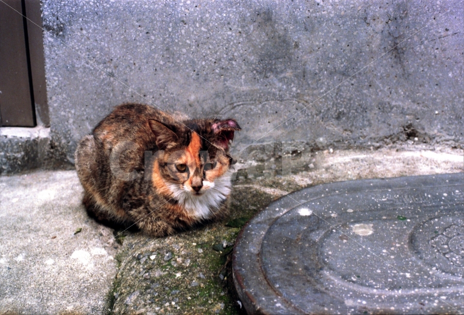 고양이,길고양이,길냥이,동물,애묘,측은함,귀여움,동물,animal,포유류,mammal,고양이,cat,kitten,kitty