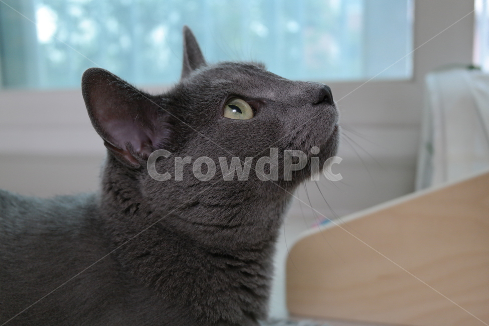러시안블루,러블,고양이,회색,집,냥이,집사,러시아