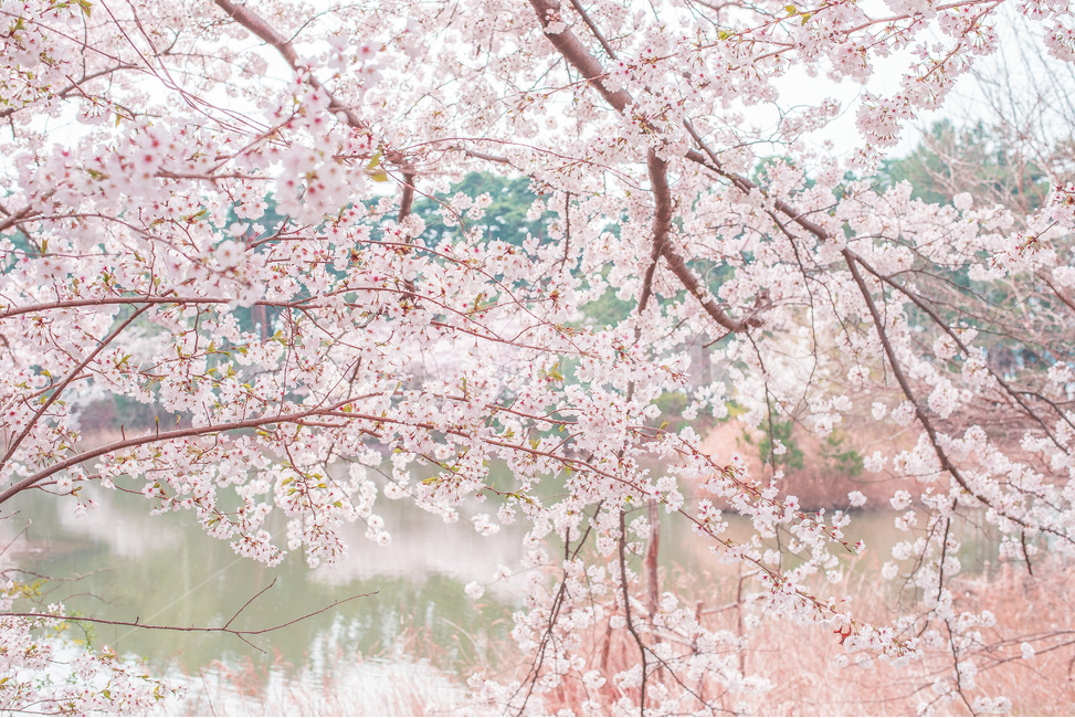 꽃,봄,자연,풍경,벚꽃,봄,계절,spring,season,식물,자연,plants,nature,꽃,flower,색깔,색상,색채,색감,color sense,color sensitivity,feeling of color,plant,blossom,cherry blossom