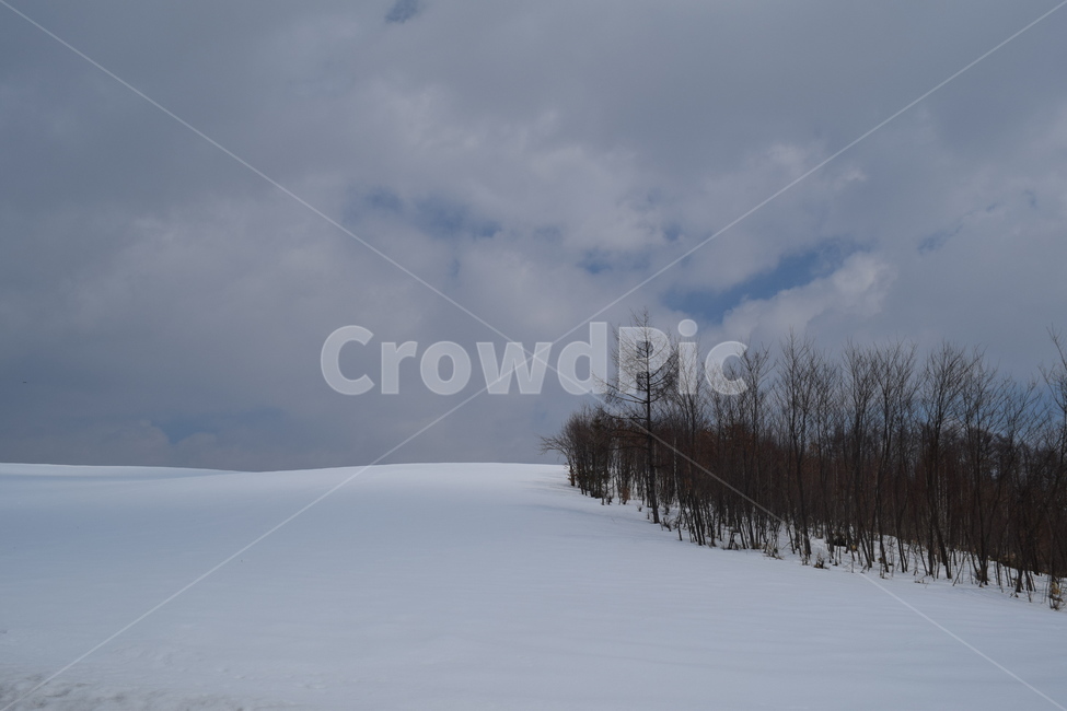 일본,홋카이도,비에이,겨울,눈,풍경,나무,일본사진,일본여행,일본풍경,japan,hokkaido,biei,snow,tree,겨울,계절,winter,season,자연,풍경,nature,landscape,outdoors,옥외