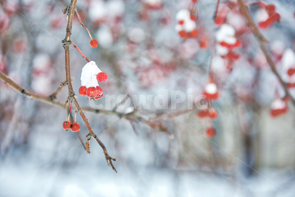 나무,과일,체리,겨울,눈,풍경,나뭇가지,빨강색,tree,winter,snow,cold,red,cherry,겨울,계절,winter,season,식물,자연,plants,nature,나무,trees,wood,과일,열매,fruit