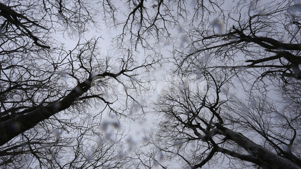 실루엣,겨울,나무,눈,감성,자연,tree,snow,winter,겨울,계절,winter,season,자연,풍경,nature,landscape,식물,plants,나무,trees,wood,plant,tree trunk,나무 줄기