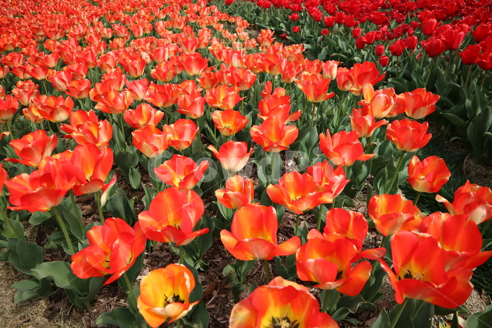 꽃,봄,꽃축제,튤립,순천만정원,감성사진