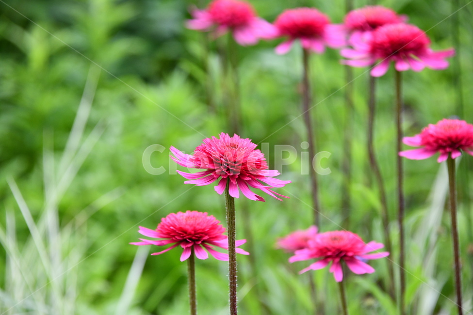꽃,flower,자연,식물,색상,색깔,감성
