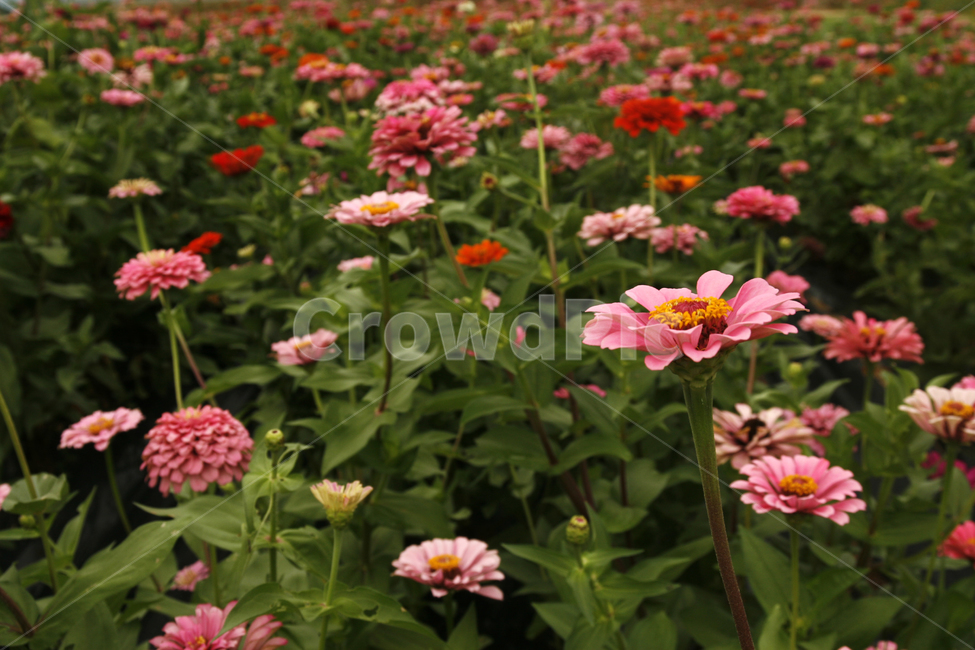 천일홍,가을,꽃밭,풍경,군락지,식물,자연,plants,nature,꽃,flower