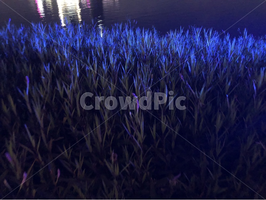 식물,색감,자연,물,nature,water,야경,밤,풍경,nightscape,night,landscape,outdoors,옥외