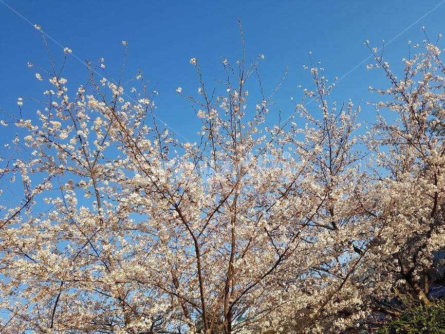 들,자연,nature,field,grassland,flower,plant,꽃,식물,blossom,벚꽃,grass,풀봄,핑크,풍경,경치,감성사진,스냅사진,spring,pink,landscape,사진작가,포토그래퍼,계절,season,plants,감성,sensible,feeling,색깔,색상,색채,색감,color,sense,sensitivity,feelingofcolor,leaf,잎