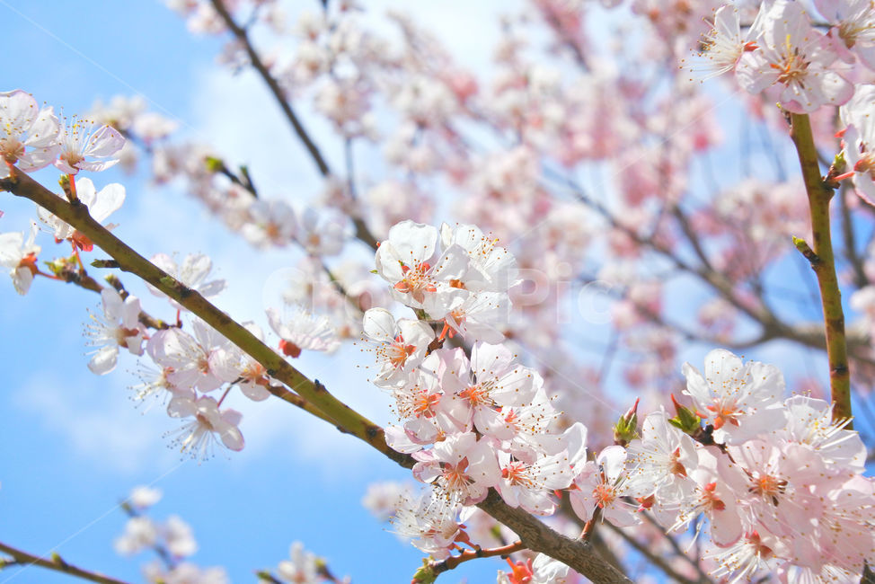 봄,꽃,감성사진,살구,살구꽃,연분홍,분홍,색감,자연,sky,pink,flower,봄,계절,spring,season,식물,자연,plants,nature,꽃,flower,plant,blossom