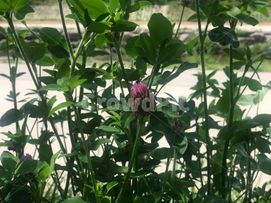 flower,한여름꽃,꽃,이름모를꽃,잡초