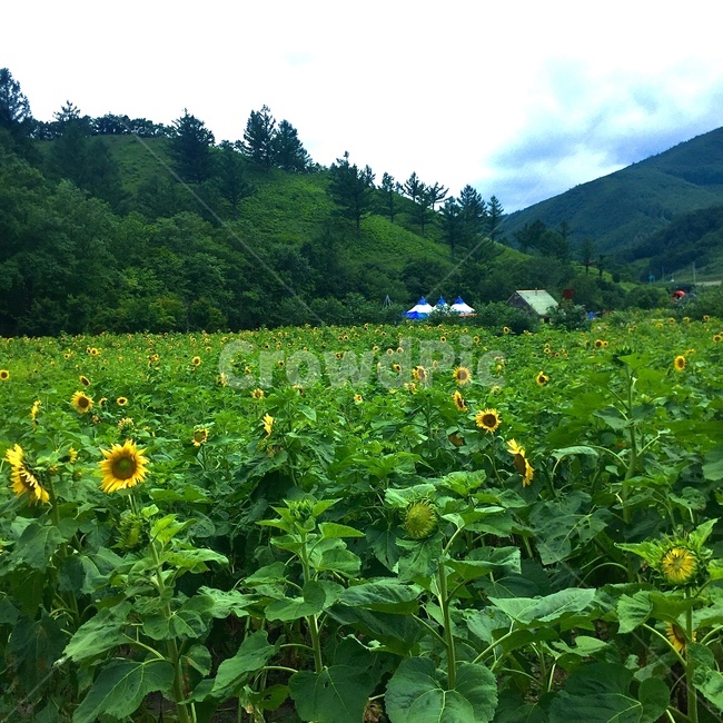 해바라기,sunflower,초록색,자연,식물,plant