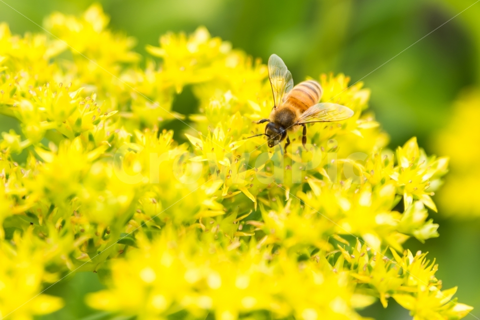 노랑,노란꽃,들꽃,꽃,꿀벌,벌,노랑색,풀,식물,자연,날개,곤충,green,background,yellow,garden,bee,flower,nature,plant,정원,농장,화단,식물,자연,plants,nature,꽃,flower,동물,animal,곤충,벌레,insect,bug