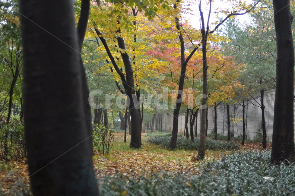 가을,감성,나무,낙엽,단풍,길,가을,계절,fall,autumn,season,tree,plant,식물,tree trunk,나무 줄기