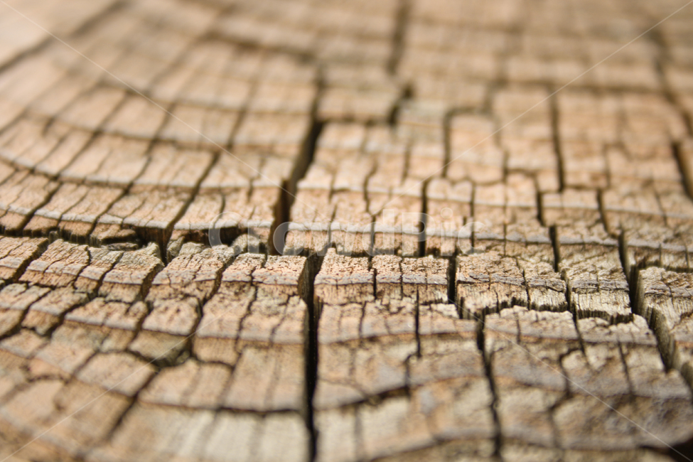 나무,나이테,무늬,wood,나뭇결