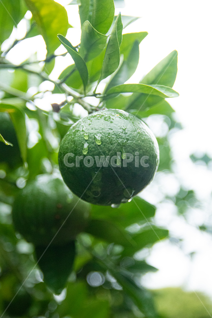 귤,감귤,나무,과실,시골,자연,fruit,과일,food,음식,plant,식물,라임,lime,grapefruit,감귤류과일,생산액,citrusfruit,produce,그레이프프루트