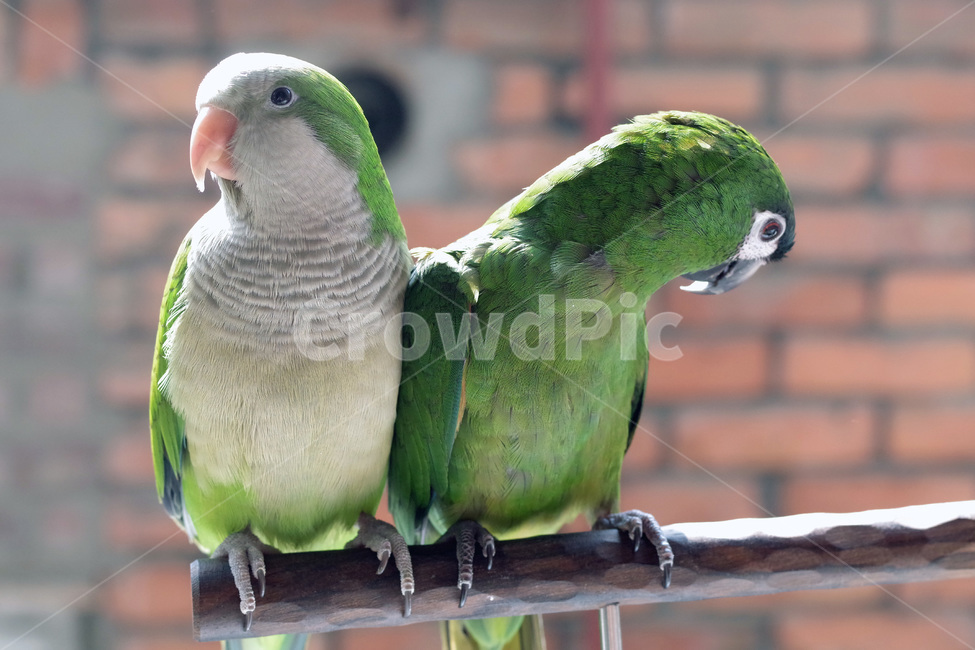 앵무새,봄,동물,조류,한스마카우,퀘이커,PARROT,MACAW,QUAKER,SPRING,동물,animal,조류,새,birds