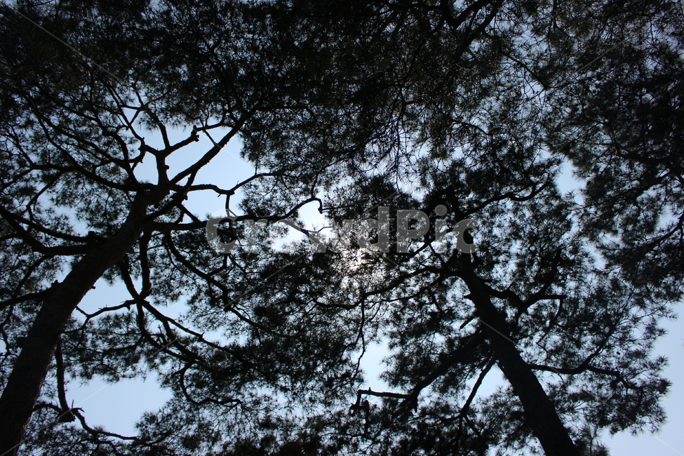 소나무,역광,울창함,솔방울,드높은,인천대공원,공원,자연,풍경,nature,landscape,나무,trees,wood,tree,plant,식물,tree trunk,나무 줄기