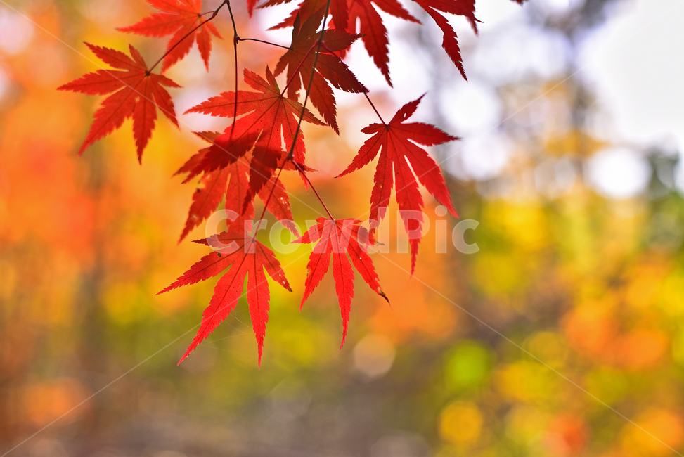 가을,단풍,단풍잎,보케,빛망울,플레어,flare,bokeh,가을분위기,가을감성,감성풍경,감성사진,느낌,필링,feeling,emotional,sensible,가을배경,계절,시즌,autumn,fall,background,maple,outdoor,야외,옥외,아웃도어,자연,배경,바탕,백그라운드,환경,tree,plant,leaf,natural,environment,forest,단풍숲,힐링,healing,잎,낙엽,빨강색,노랑색,red,yellow,colorful,칼라풀,컬러풀,오색찬란,가을,계절,fall,autumn,season,식물,나무