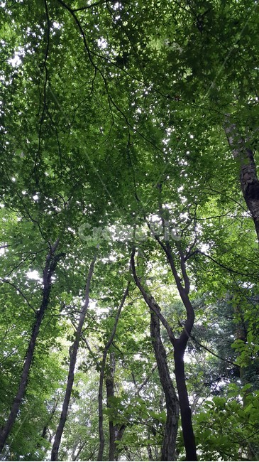 자연,나무,여름,숲,녹색