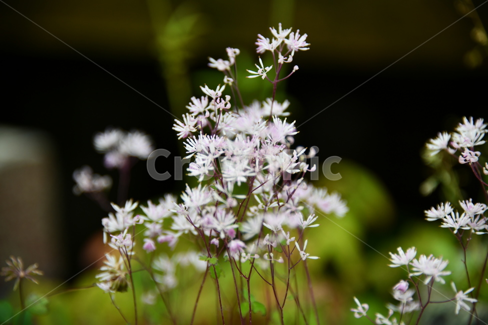 꽃,자연,식물,야생화,nature,flower,감성,feeling,배경,백그라운드