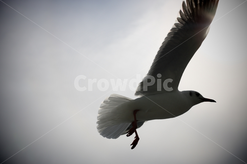 해운대,갈매기,새,동물,하늘,동물,animal,조류,새,birds