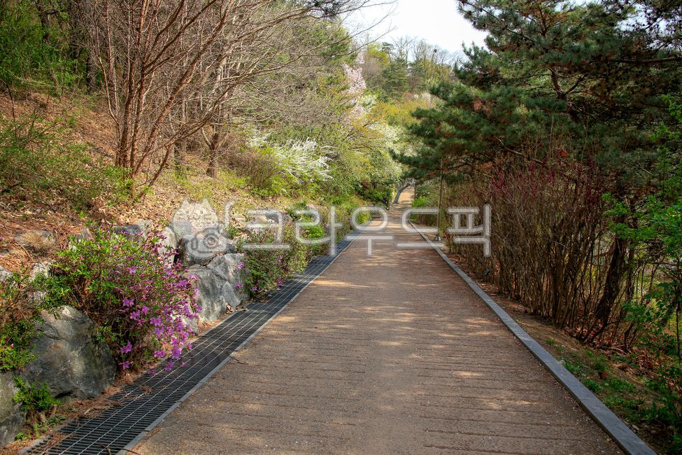 sky,nature,tree,flower,trail,outdoors,road,plant,road name,Naksan Park,boardwalk,park