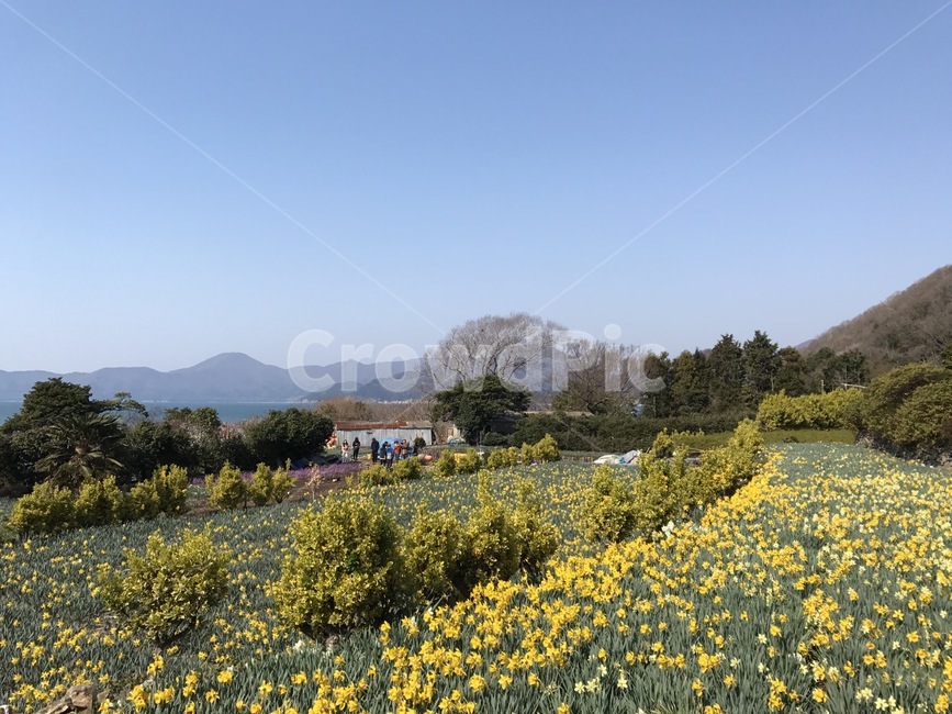 거제도,수선화,꽃밭,하늘,풍경,자연