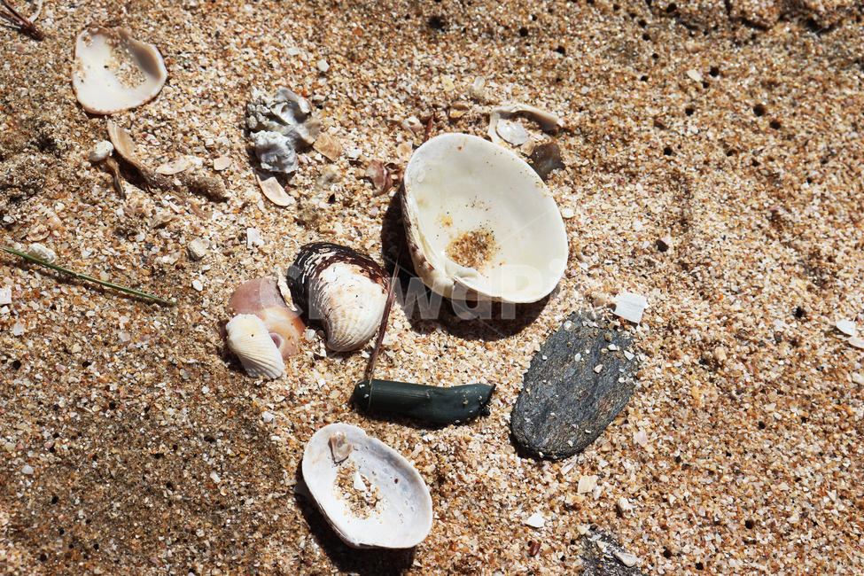 shell,식물,바다,beach,조개껍질,plant,모래사장,sandybeach,자연,nature,해변,바다,beach,sea