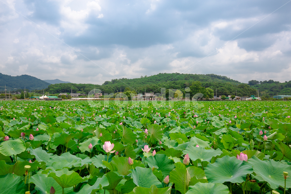 한옥,연못,연꽃,구름,하늘,자연,풍경,nature,landscape,outdoors,옥외,field,들