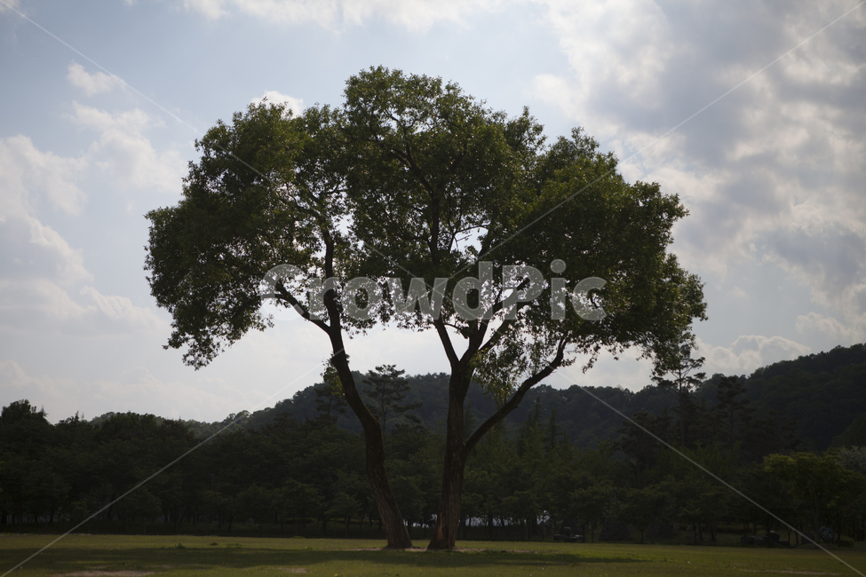 대청호반생태공원,나무,풍경,맑은날,구름,식물,자연,plants,nature,나무,trees,wood