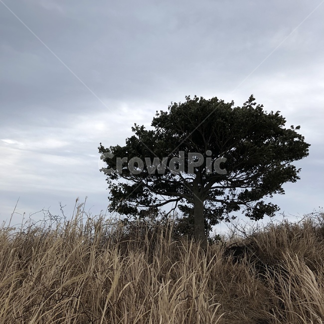 nature,자연,field,들,grass,식물,grassland,목초지,savanna,대초원