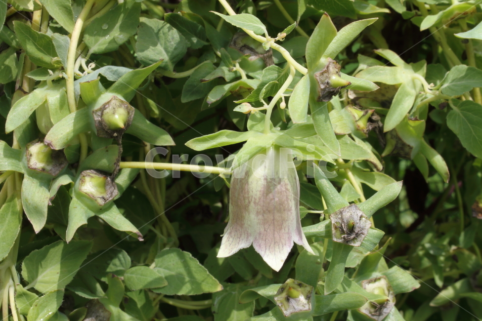 더덕,더덕꽃,식물,사삼,lanceasiabell,식물,자연,plants,nature,꽃,flower