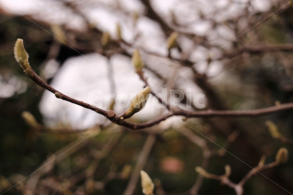 꽃,매화,식물,나무,자연,tree,식물,자연,plants,nature,나무,trees,wood