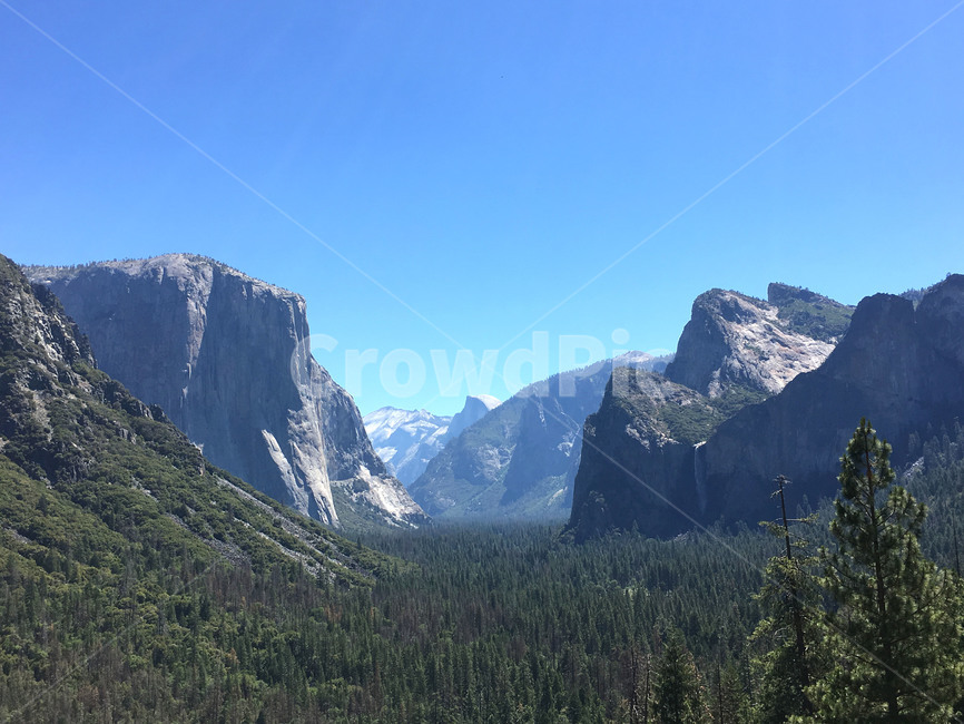 plant,식물,tree,나무,fir,전나무,nature,자연,outdoors,옥외,mountain,산,요세미티국립공원,yosemitenationalpark,자연,풍경,nature,landscape