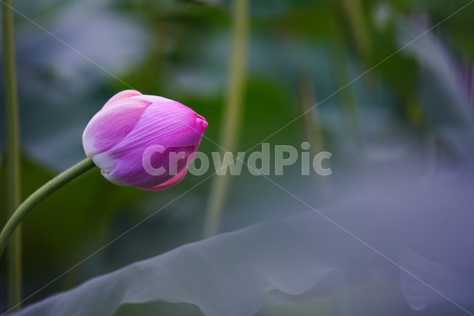 핑크,분홍,plant,식물,flower,꽃,blossom,생물,생명,식물,자연,plants,nature,꽃,flower