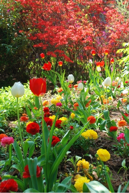꽃,봄,튤립,식물,자연,봄,계절,spring,season,식물,자연,plants,nature,꽃,flower,plant,blossom