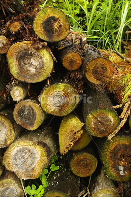 나무,나무테,식물,plant,목재,나무,trees,wood