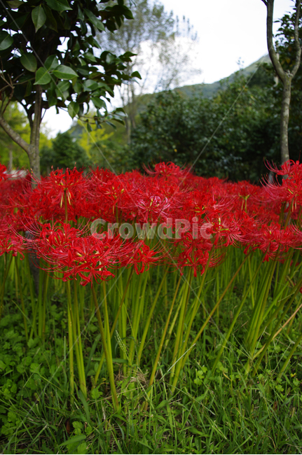 꽃,꽃무릇,식물,red,flower,식물,자연,plants,nature,꽃,flower