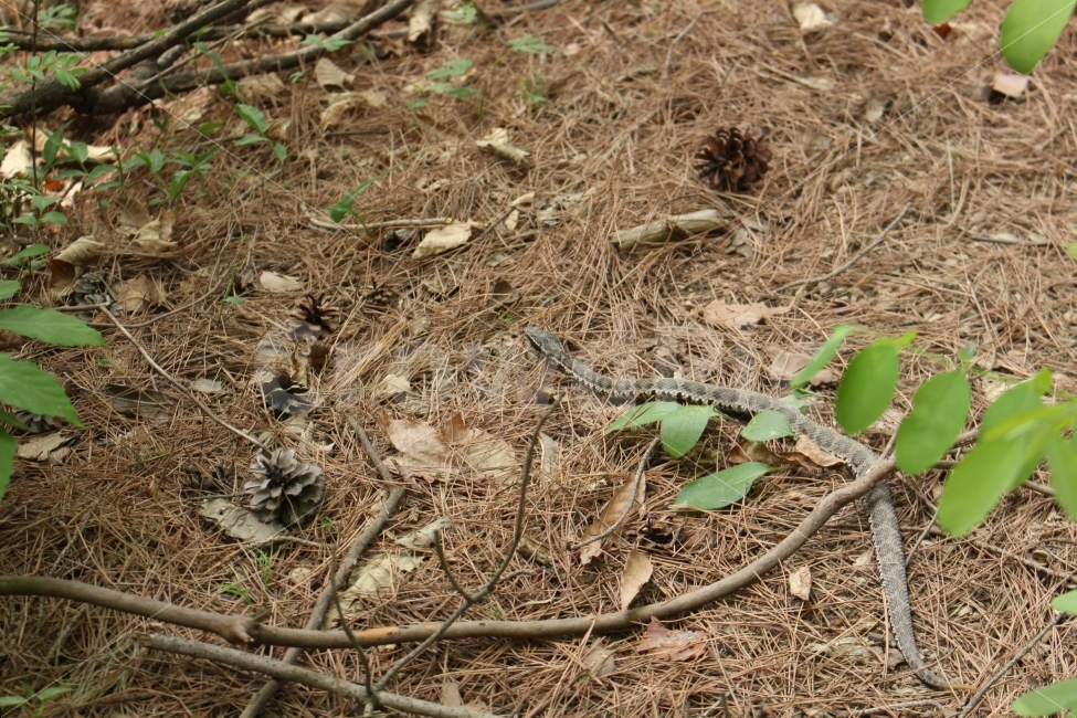 뱀,동물,파충류,울산,울산대공원,자연,동물사진,동물,animal,파충류,양서류,reptile,amphibian