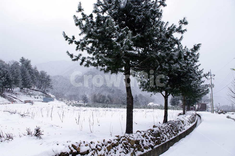 나무,식물,plant,겨울,winnter,설경,눈,겨울,계절,winter,season,자연,풍경,nature,landscape,tree,outdoors,옥외,fir,전나무