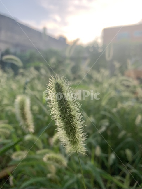 plant,식물,grass,잔디,lawn,강아지풀,보케