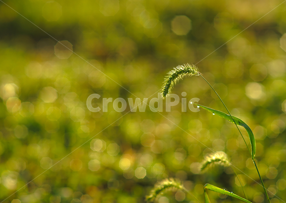 강아지풀,풀,식물,강아지풀꽃,이슬,야생화,식물,자연,plants,nature,휴식,힐링,rest,relaxation,healing