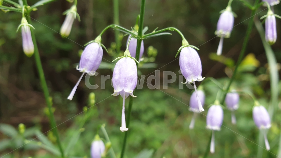 초롱꽃,야생화,들꽃,방울꽃,koreanflower